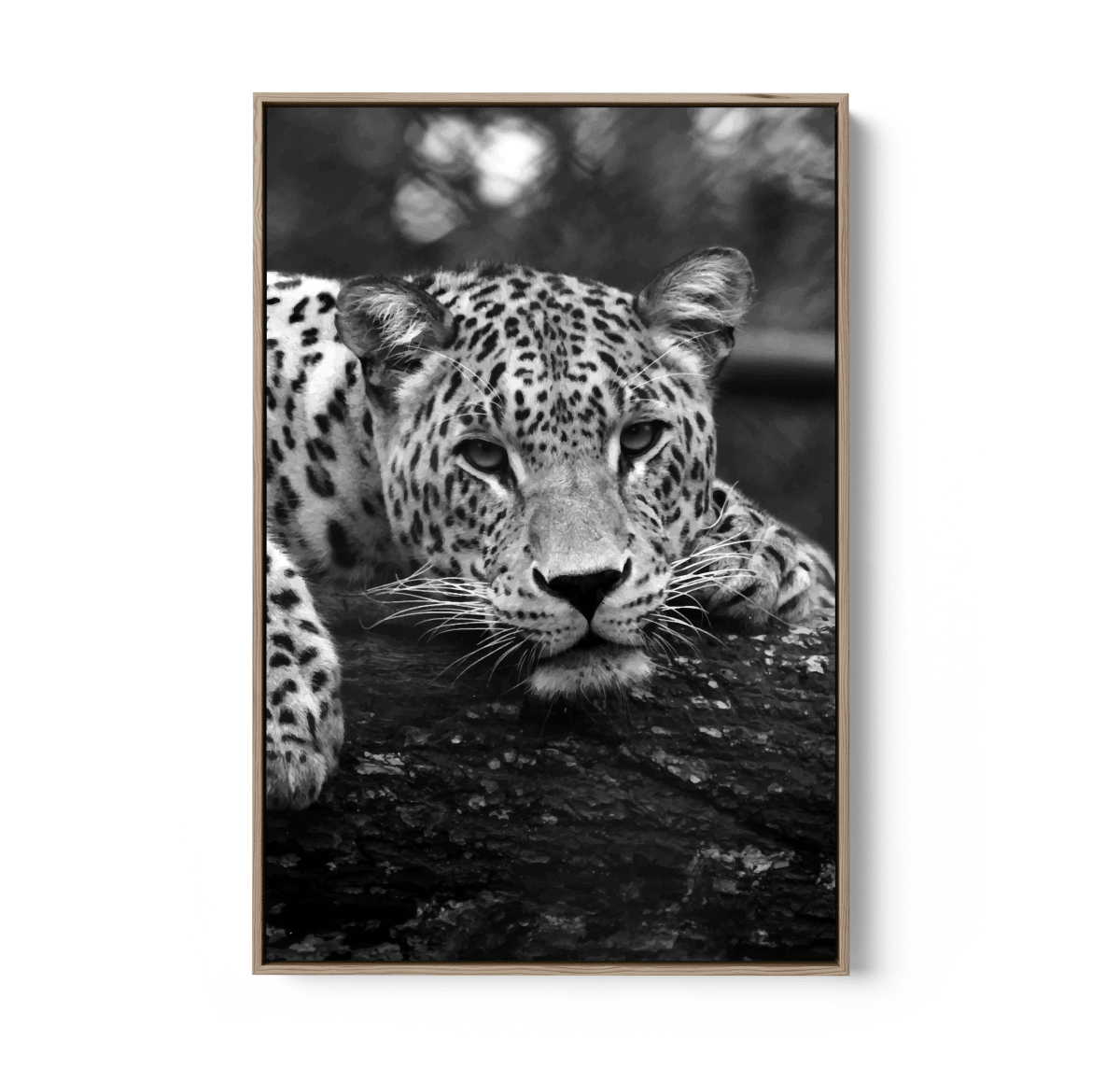 Blue Eyed Leopard - Black and White Animal Stretched Canvas or Wall Art Print - I Heart Wall Art - Poster Print, Canvas Print or Framed Art Print