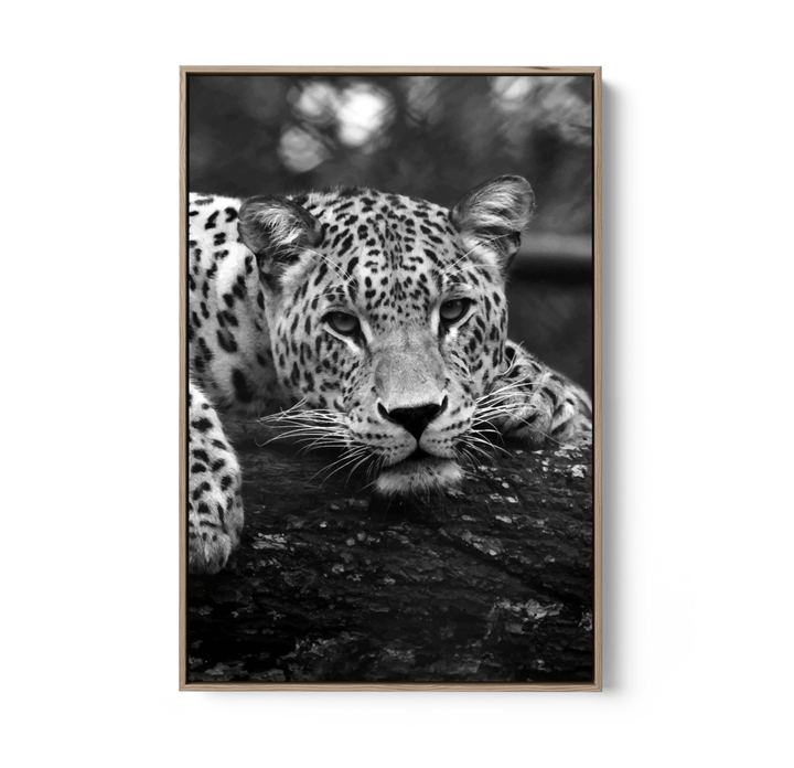 Blue Eyed Leopard - Black and White Animal Stretched Canvas or Wall Art Print - I Heart Wall Art - Poster Print, Canvas Print or Framed Art Print