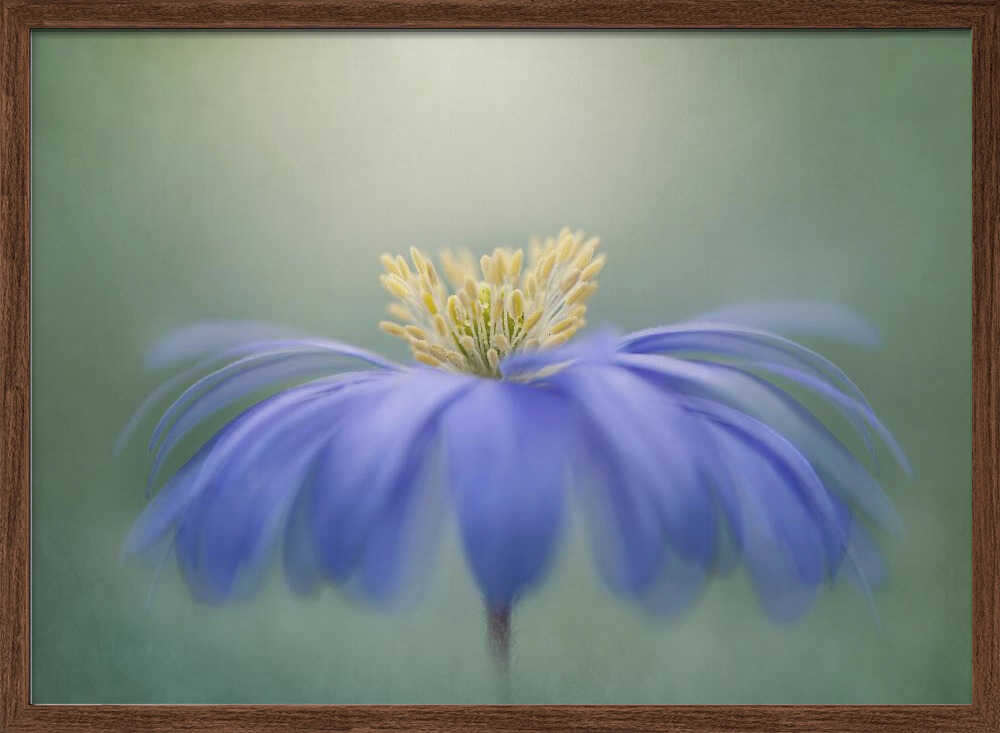 Blue Petals - Floral Photographic Stretched Canvas Poster or Fine Art Print
