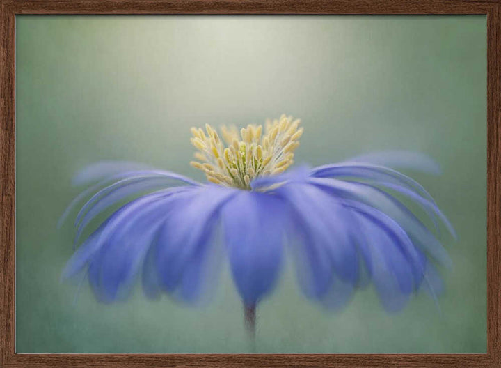 Blue Petals - Floral Photographic Stretched Canvas Poster or Fine Art Print