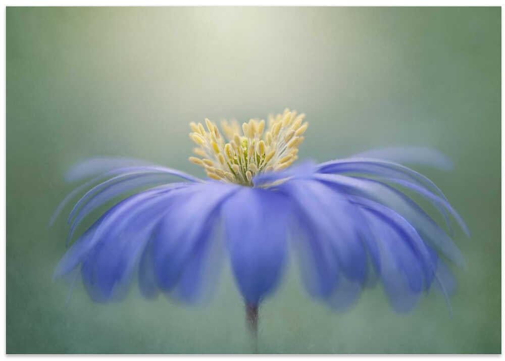 Blue Petals - Floral Photographic Stretched Canvas Poster or Fine Art Print