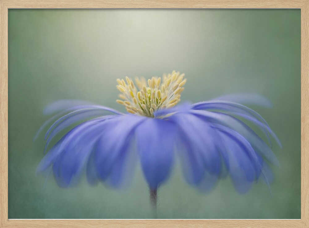 Blue Petals - Floral Photographic Stretched Canvas Poster or Fine Art Print