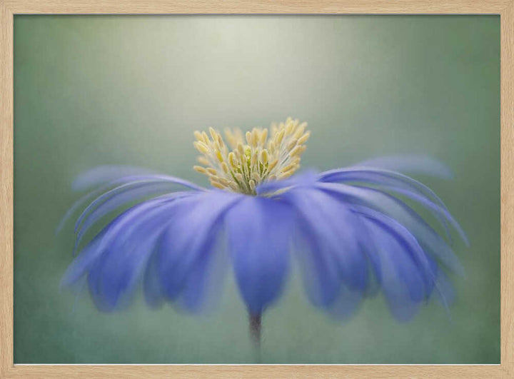 Blue Petals - Floral Photographic Stretched Canvas Poster or Fine Art Print