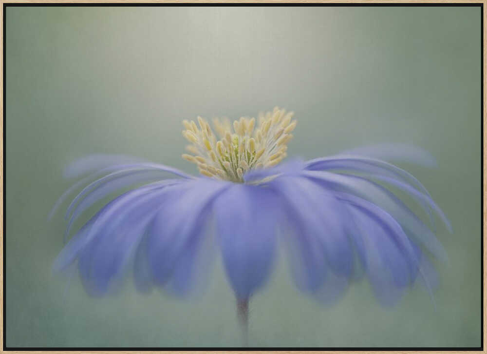 Blue Petals - Floral Photographic Stretched Canvas Poster or Fine Art Print