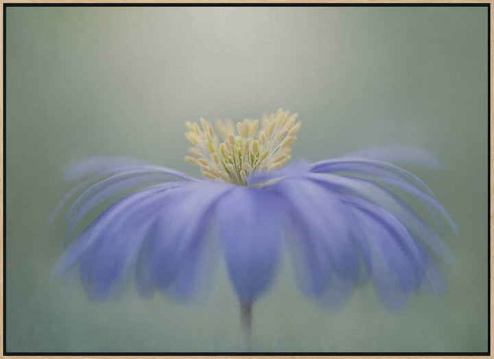 Blue Petals - Floral Photographic Stretched Canvas Poster or Fine Art Print