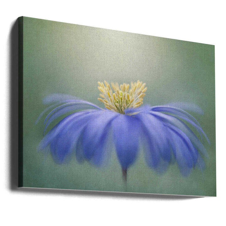 Blue Petals - Floral Photographic Stretched Canvas Poster or Fine Art Print