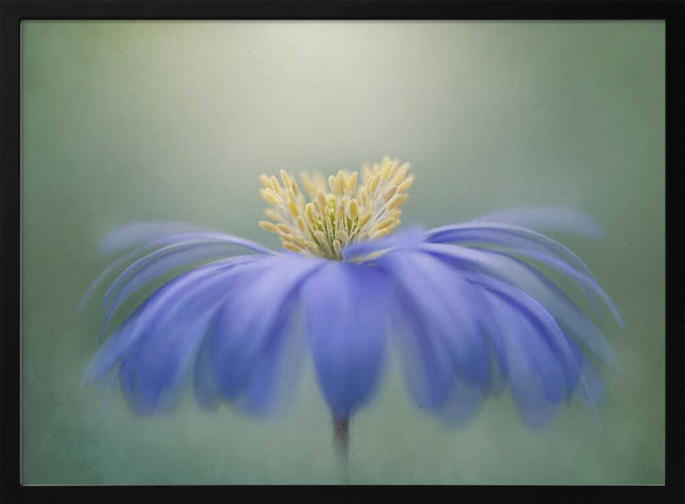 Blue Petals - Floral Photographic Stretched Canvas Poster or Fine Art Print