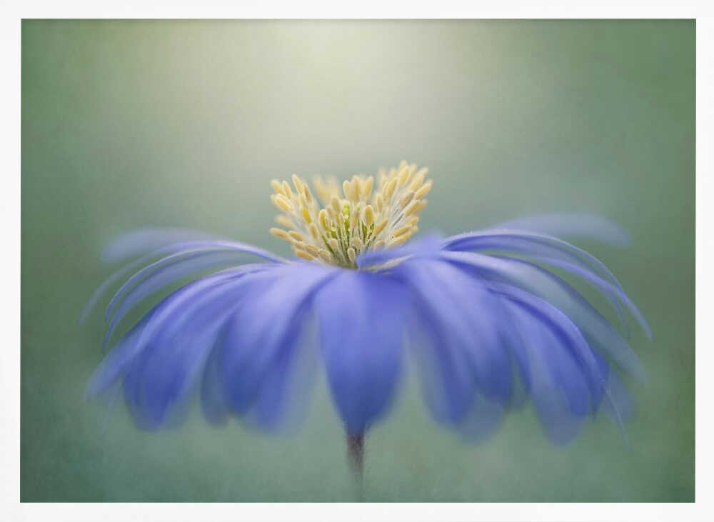 Blue Petals - Floral Photographic Stretched Canvas Poster or Fine Art Print