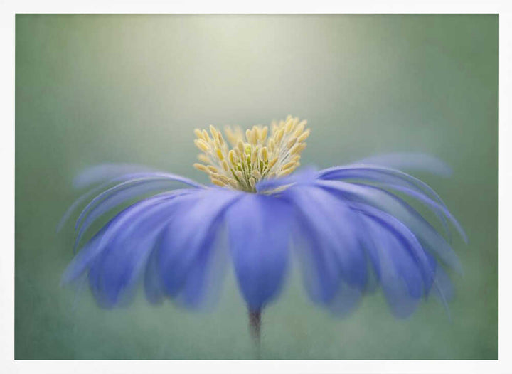 Blue Petals - Floral Photographic Stretched Canvas Poster or Fine Art Print