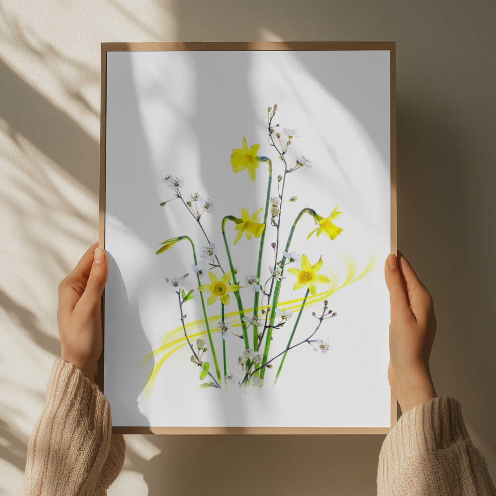 Bright Spring Daffodils - Floral Photographic Stretched Canvas Poster or Fine Art Print
