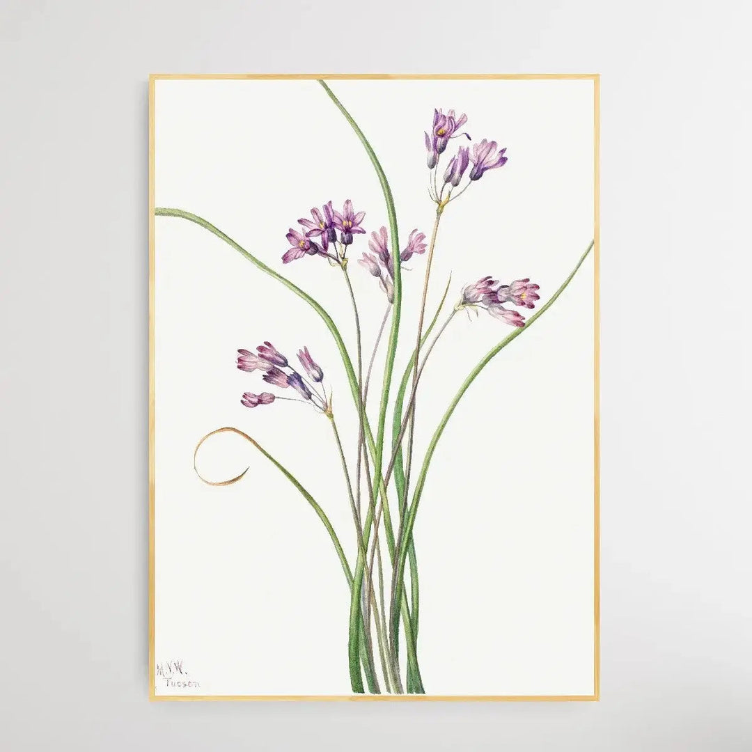 Brodiaea Pulchella (1927) by Mary Vaux Walcott - I Heart Wall Art - Poster Print, Canvas Print or Framed Art Print
