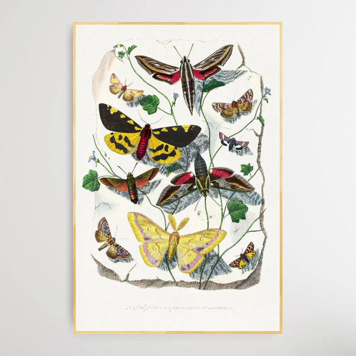 Butterfly &amp; Moth painting by Paul Gervais - I Heart Wall Art
