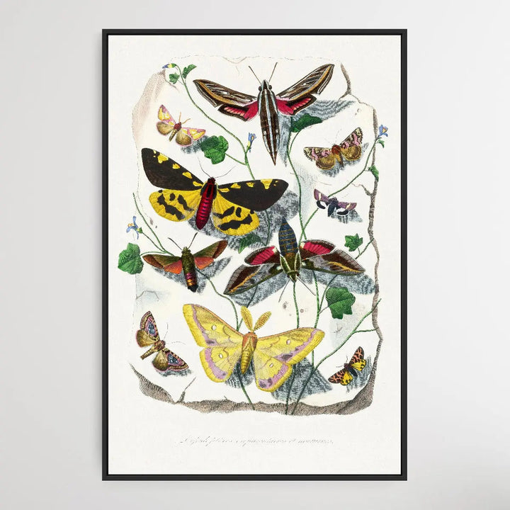 Butterfly &amp; Moth painting by Paul Gervais - I Heart Wall Art