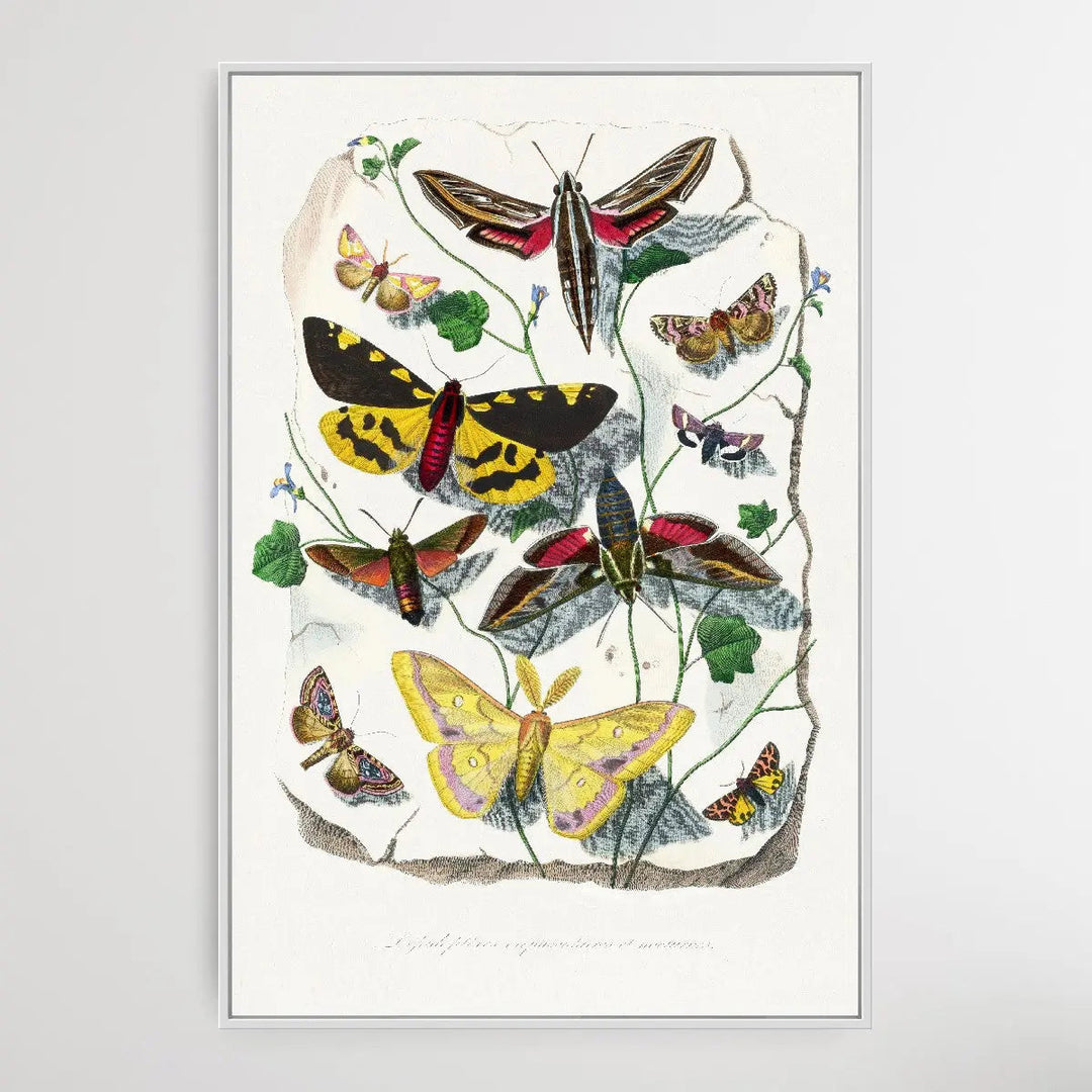 Butterfly &amp; Moth painting by Paul Gervais - I Heart Wall Art