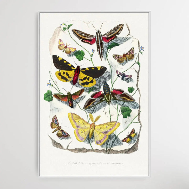 Butterfly &amp; Moth painting by Paul Gervais - I Heart Wall Art
