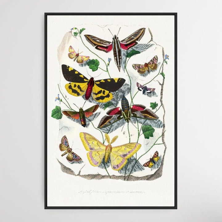 Butterfly &amp; Moth painting by Paul Gervais - I Heart Wall Art