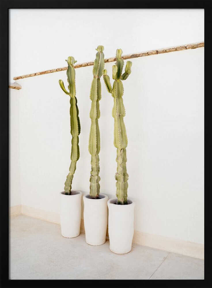 Cacti On White - Stretched Canvas, Poster or Fine Art Print - I Heart Wall Art - Poster Print, Canvas Print or Framed Art Print
