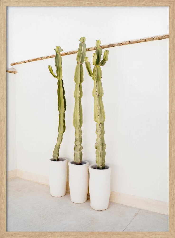 Cacti On White - Stretched Canvas, Poster or Fine Art Print - I Heart Wall Art - Poster Print, Canvas Print or Framed Art Print