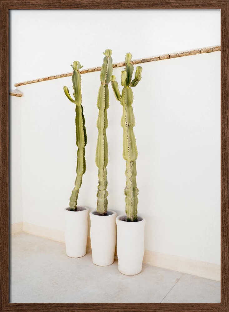 Cacti On White - Stretched Canvas, Poster or Fine Art Print - I Heart Wall Art - Poster Print, Canvas Print or Framed Art Print