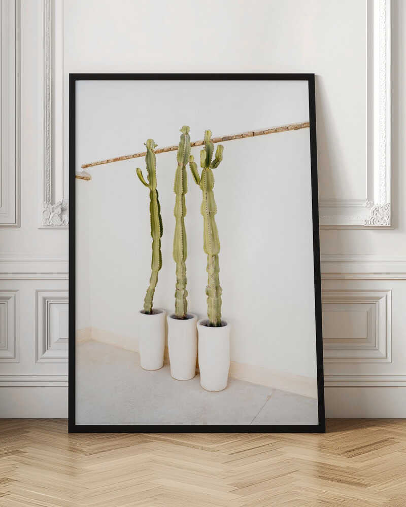 Cacti On White - Stretched Canvas, Poster or Fine Art Print - I Heart Wall Art - Poster Print, Canvas Print or Framed Art Print