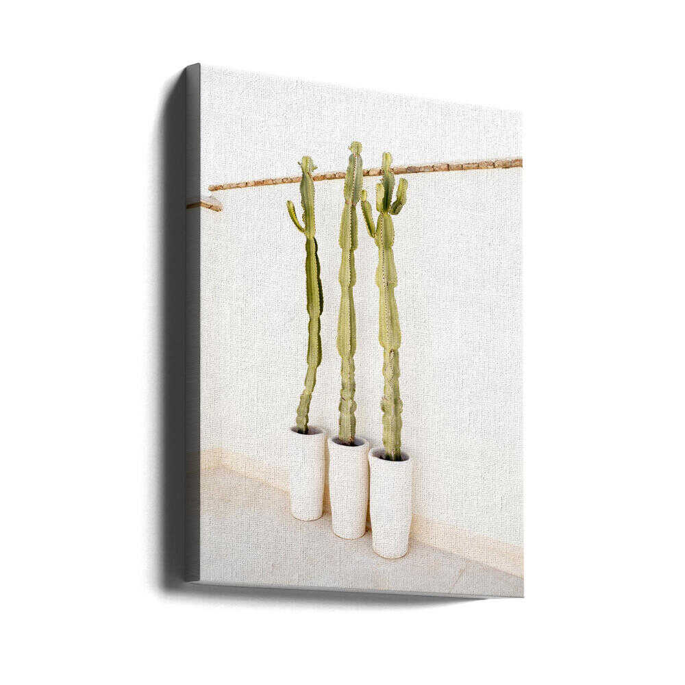 Cacti On White - Stretched Canvas, Poster or Fine Art Print - I Heart Wall Art - Poster Print, Canvas Print or Framed Art Print