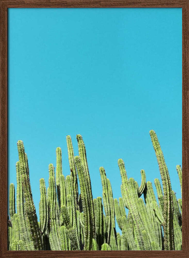 Cactus Reaching for the Sky - Stretched Canvas, Poster or Fine Art Print - I Heart Wall Art - Poster Print, Canvas Print or Framed Art Print