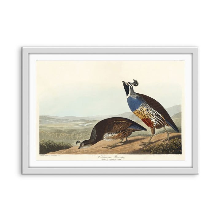 California Partridge by John James Audubon - American Natural History Stretched Canvas or Art Print