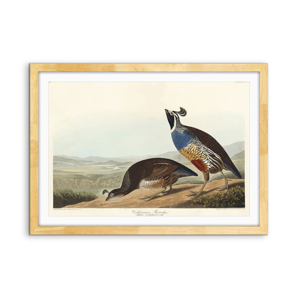 California Partridge by John James Audubon - American Natural History Stretched Canvas or Art Print