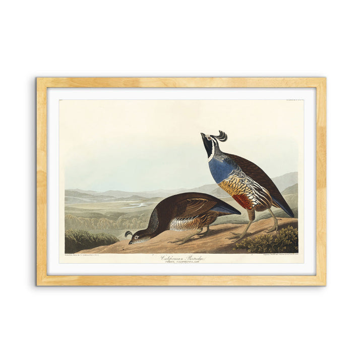 California Partridge by John James Audubon - American Natural History Stretched Canvas or Art Print