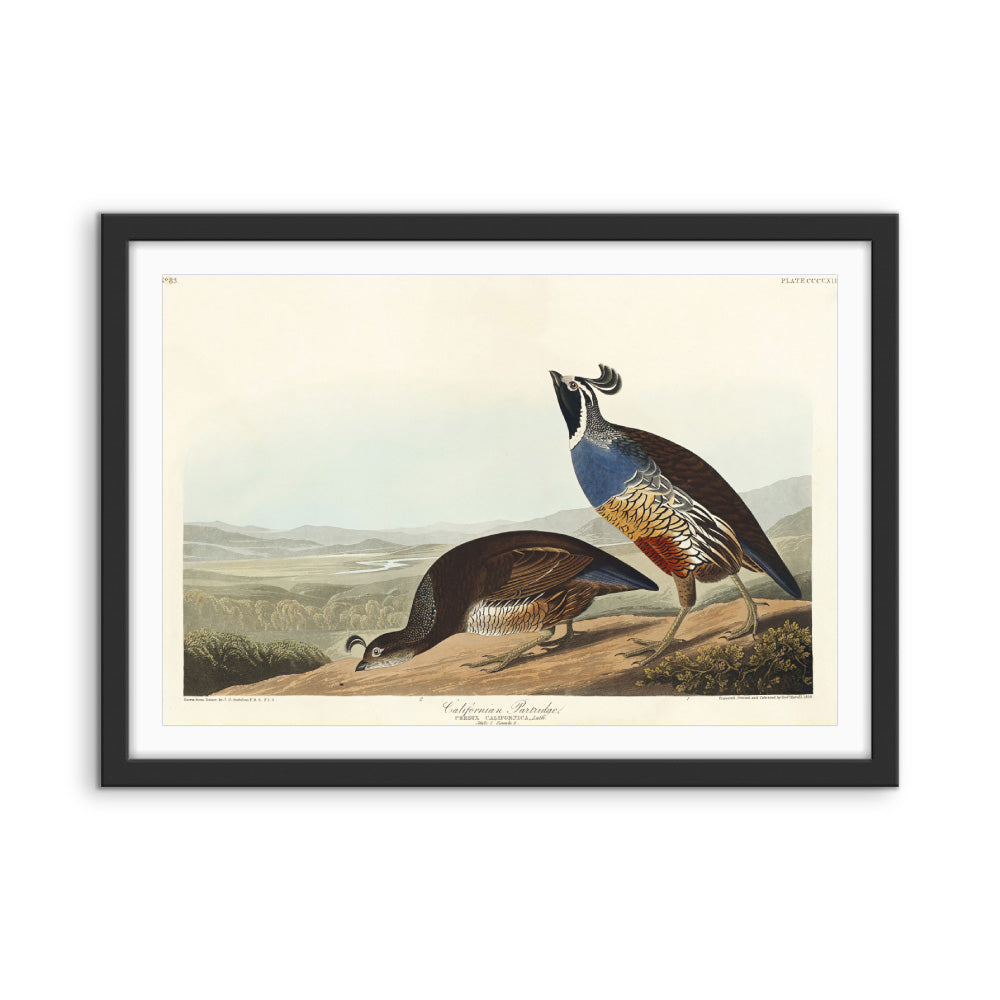 California Partridge by John James Audubon - American Natural History Stretched Canvas or Art Print