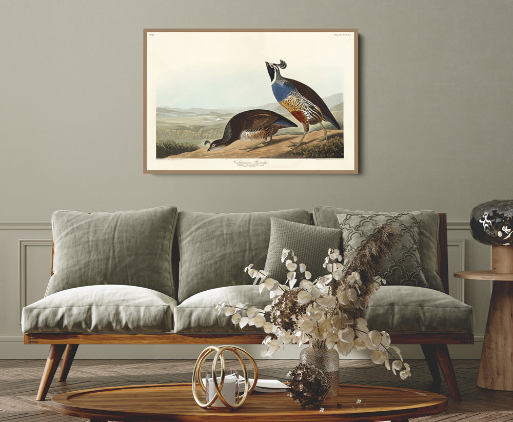 California Partridge by John James Audubon - American Natural History Stretched Canvas or Art Print