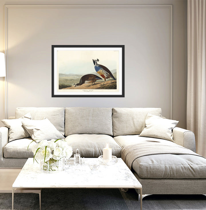 California Partridge by John James Audubon - American Natural History Stretched Canvas or Art Print