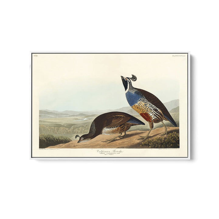 California Partridge by John James Audubon - American Natural History Stretched Canvas or Art Print