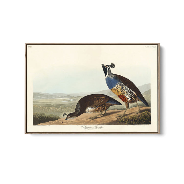 California Partridge by John James Audubon - American Natural History Stretched Canvas or Art Print