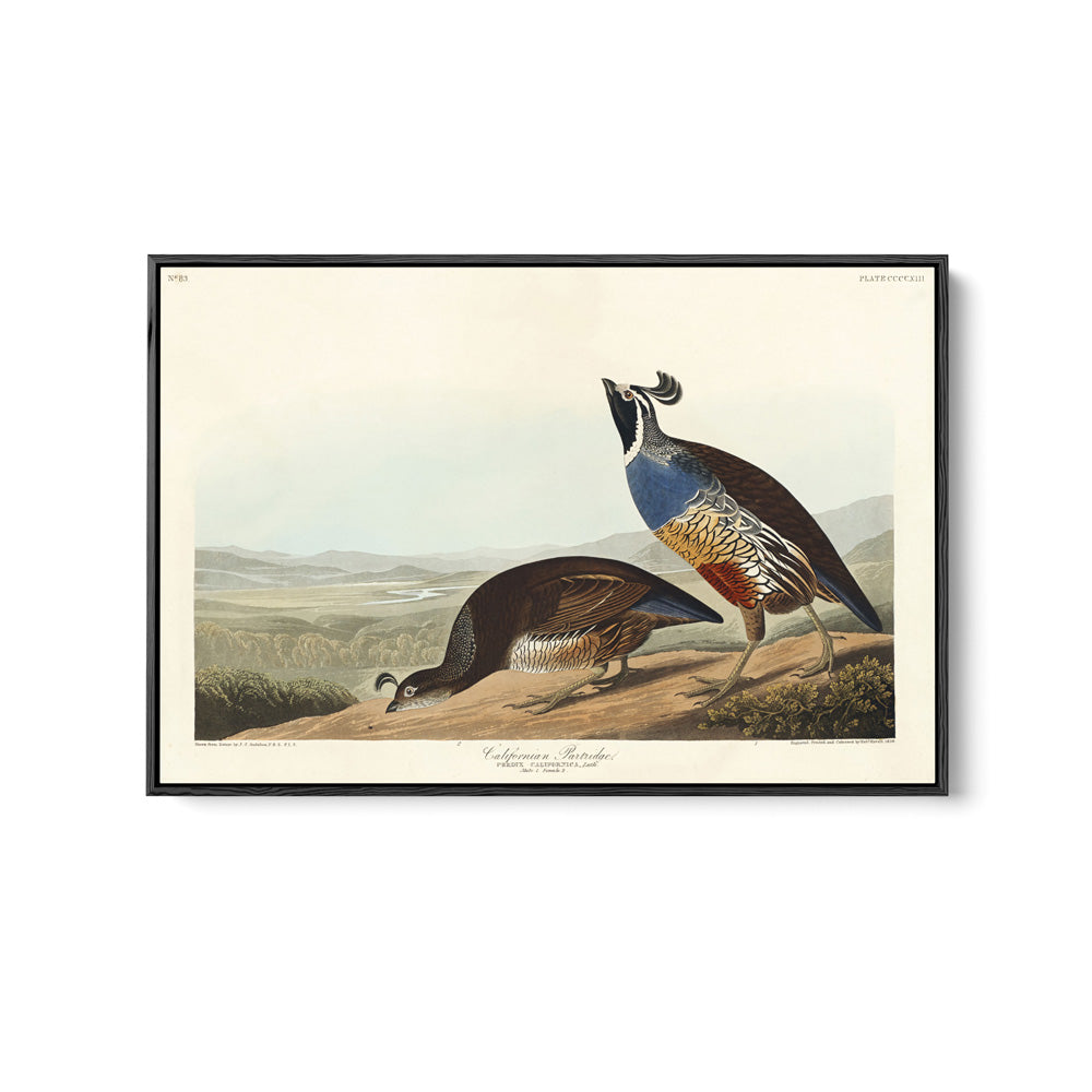 California Partridge by John James Audubon - American Natural History Stretched Canvas or Art Print