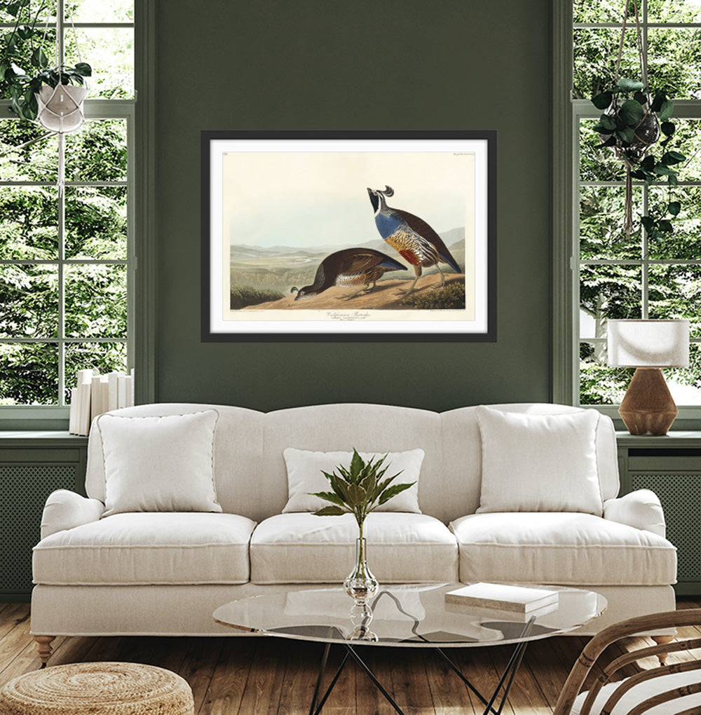 California Partridge by John James Audubon - American Natural History Stretched Canvas or Art Print