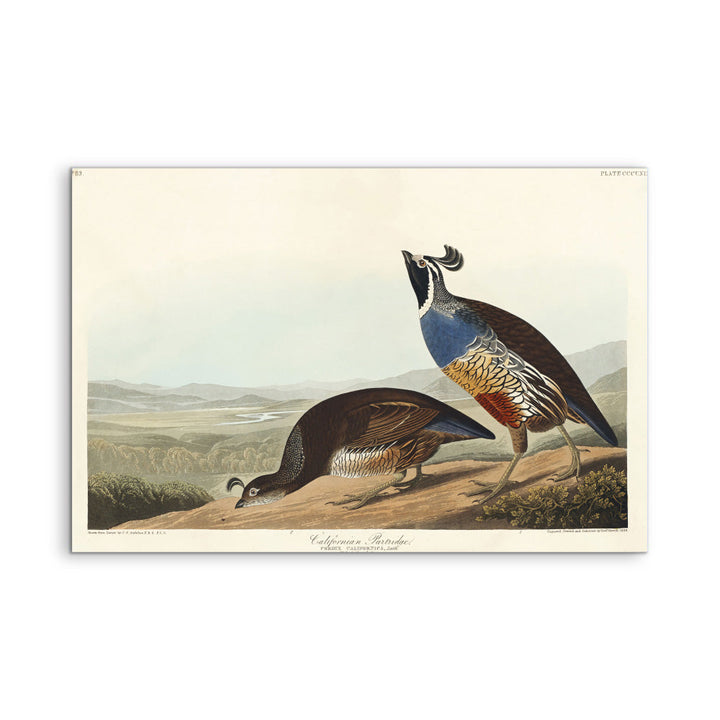 California Partridge by John James Audubon - American Natural History Stretched Canvas or Art Print
