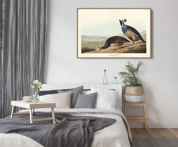 California Partridge by John James Audubon - American Natural History Stretched Canvas or Art Print