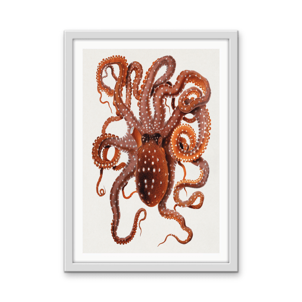 Callistoctopus Macropus (White - spotted Octopus) from The Mediterranean Sea (1896) - Stretched Canvas Print or Wall Art Print - I Heart Wall Art - Poster Print, Canvas Print or Framed Art Print