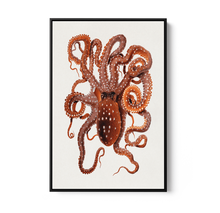 Callistoctopus Macropus (White - spotted Octopus) from The Mediterranean Sea (1896) - Stretched Canvas Print or Wall Art Print - I Heart Wall Art - Poster Print, Canvas Print or Framed Art Print