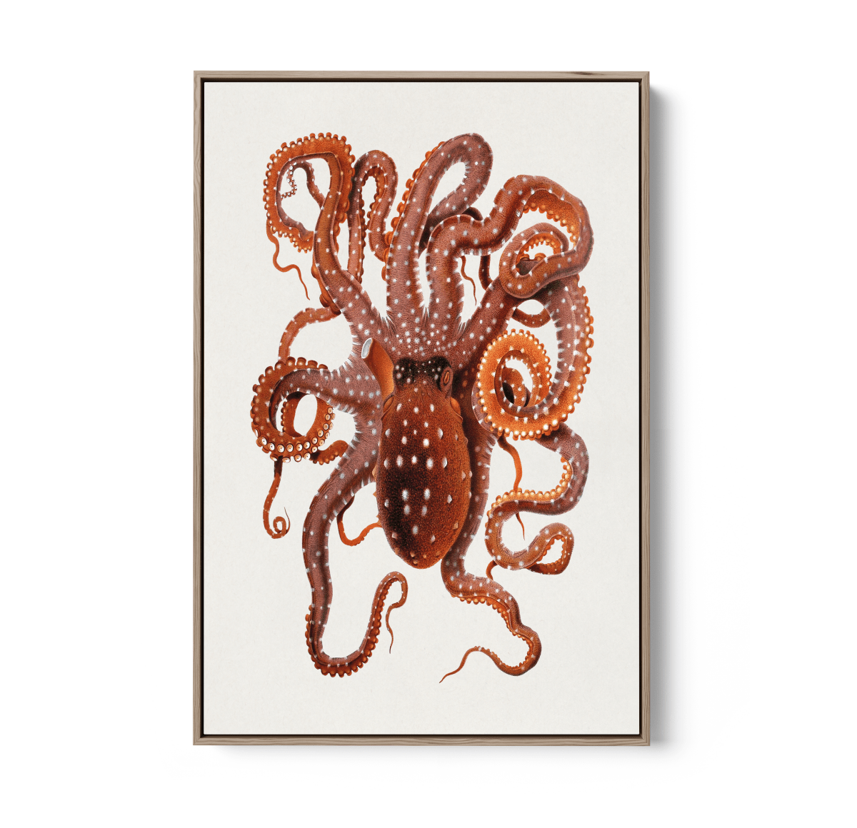 Callistoctopus Macropus (White - spotted Octopus) from The Mediterranean Sea (1896) - Stretched Canvas Print or Wall Art Print - I Heart Wall Art - Poster Print, Canvas Print or Framed Art Print
