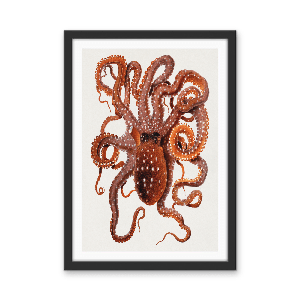 Callistoctopus Macropus (White - spotted Octopus) from The Mediterranean Sea (1896) - Stretched Canvas Print or Wall Art Print - I Heart Wall Art - Poster Print, Canvas Print or Framed Art Print