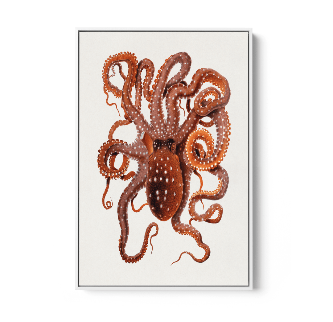 Callistoctopus Macropus (White - spotted Octopus) from The Mediterranean Sea (1896) - Stretched Canvas Print or Wall Art Print - I Heart Wall Art - Poster Print, Canvas Print or Framed Art Print