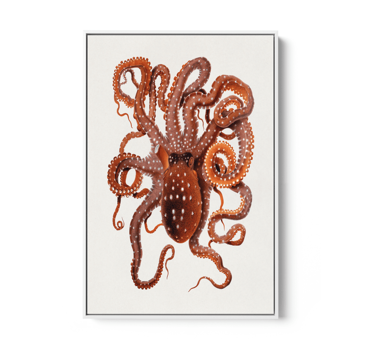 Callistoctopus Macropus (White - spotted Octopus) from The Mediterranean Sea (1896) - Stretched Canvas Print or Wall Art Print - I Heart Wall Art - Poster Print, Canvas Print or Framed Art Print