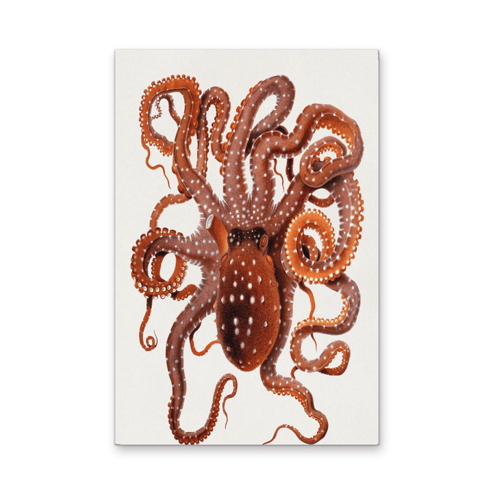 Callistoctopus Macropus (White - spotted Octopus) from The Mediterranean Sea (1896) - Stretched Canvas Print or Wall Art Print - I Heart Wall Art - Poster Print, Canvas Print or Framed Art Print