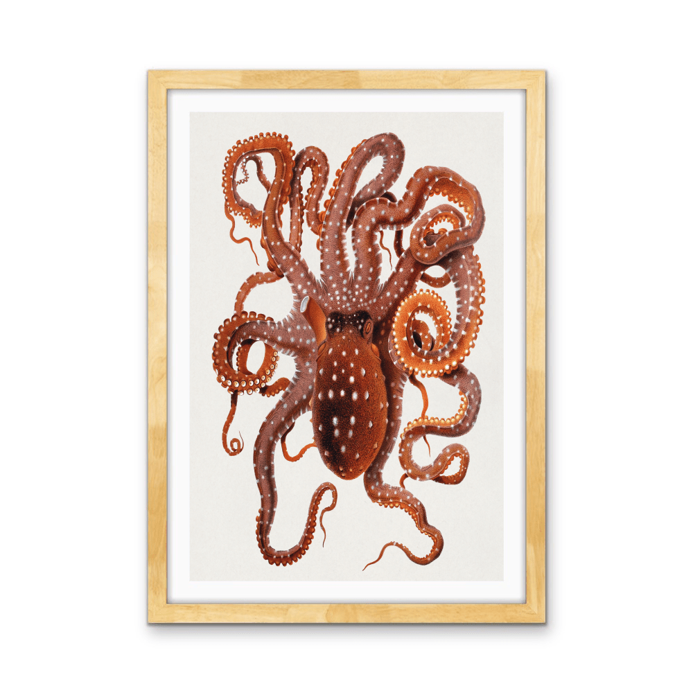 Callistoctopus Macropus (White - spotted Octopus) from The Mediterranean Sea (1896) - Stretched Canvas Print or Wall Art Print - I Heart Wall Art - Poster Print, Canvas Print or Framed Art Print