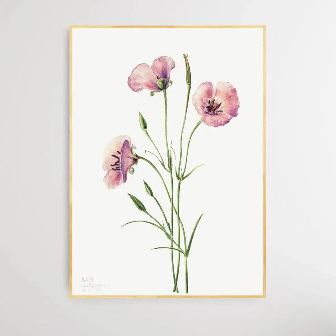 Calochortus splendens (1926) by Mary Vaux Walcott - I Heart Wall Art - Poster Print, Canvas Print or Framed Art Print