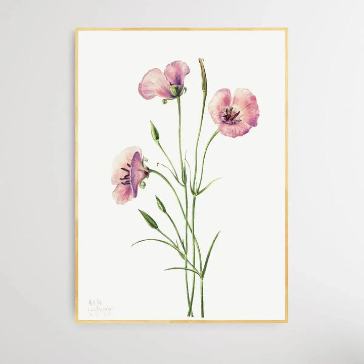 Calochortus splendens (1926) by Mary Vaux Walcott - I Heart Wall Art - Poster Print, Canvas Print or Framed Art Print