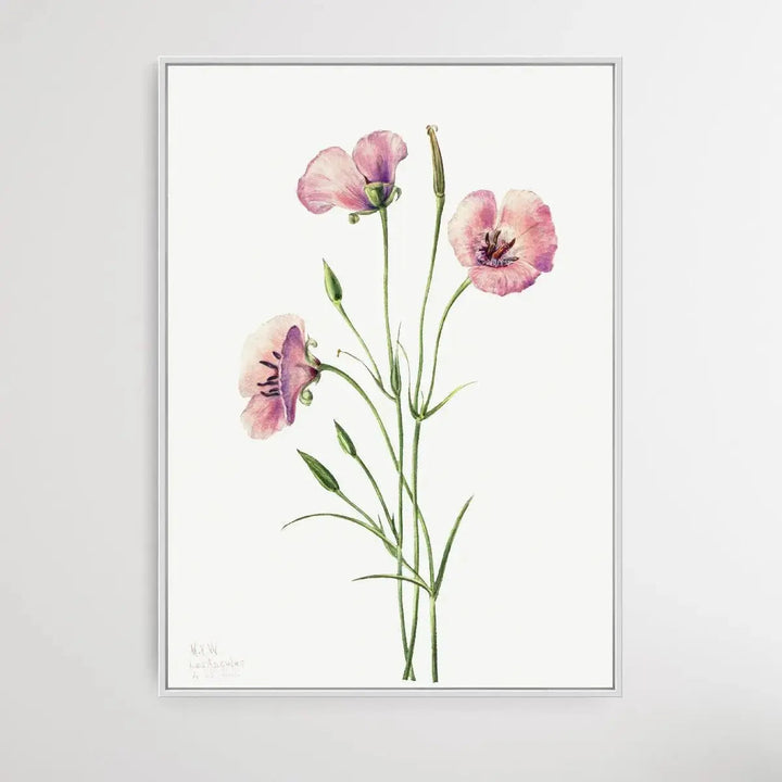 Calochortus splendens (1926) by Mary Vaux Walcott - I Heart Wall Art - Poster Print, Canvas Print or Framed Art Print