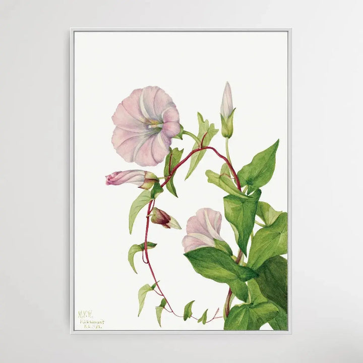 Calystegia Convolvulus Sepium (1932) by Mary Vaux Walcott - I Heart Wall Art - Poster Print, Canvas Print or Framed Art Print